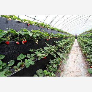 供应温室草莓滴灌微喷管件_农副产品